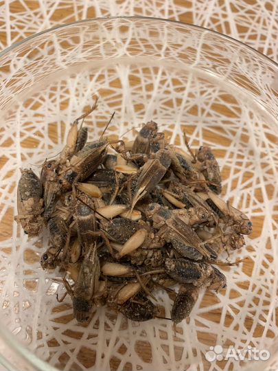 Сверчки, тараканы и черви (заморозка)