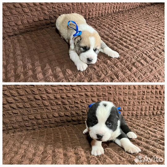 Щенки сао алабай