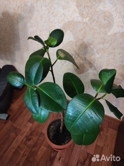 Фикус каучуконосный большой
