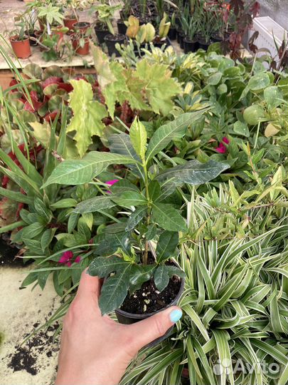 Гардения жасминовидная