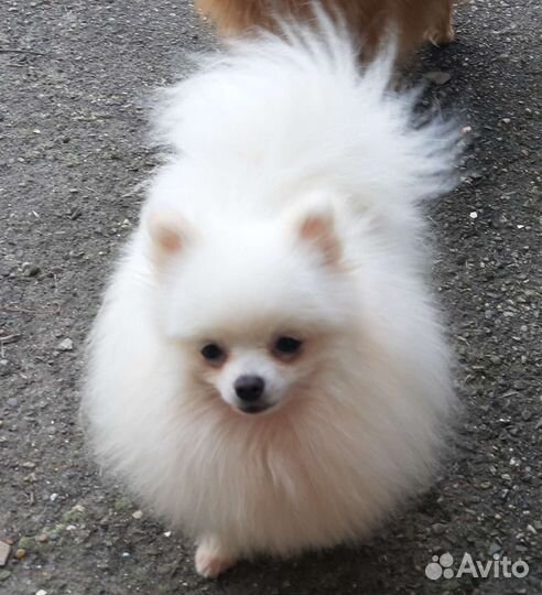 Кобель для вязки шпиц