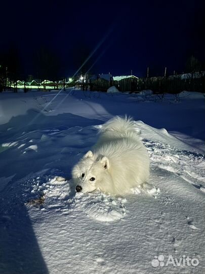 Вязка самоед