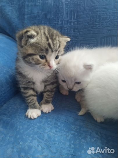 Отдам котенка в добрые руки