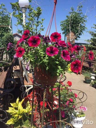 Рассада цветов. Петуния, тагетес, колеус, и др