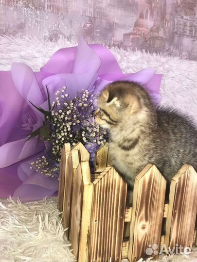 Шотландская