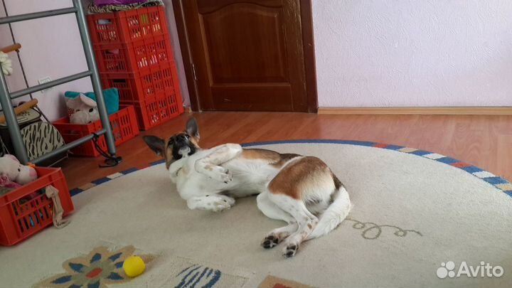 Передержка