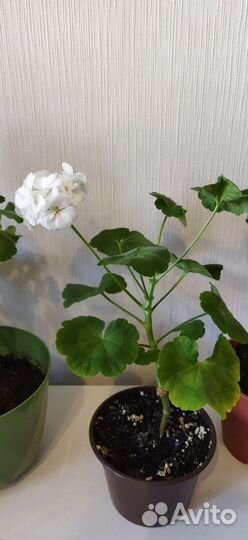 Герань (Пеларгония)