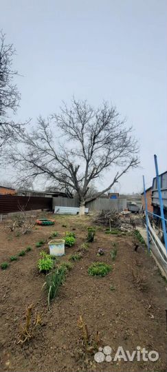 Спил деревьев