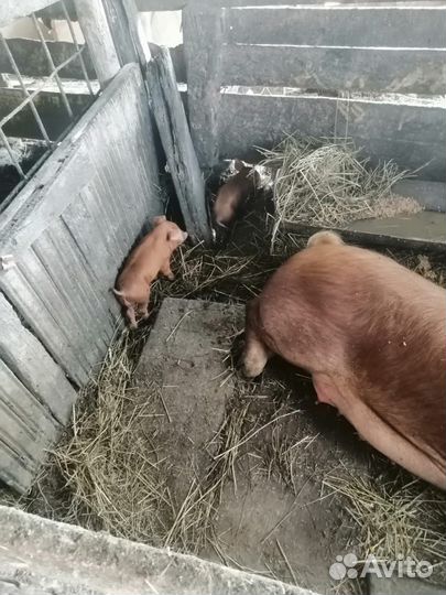 Поросята породы Дирок