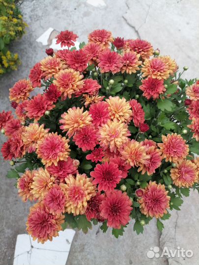Продам цветы