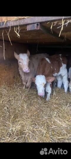 Бычки и быки