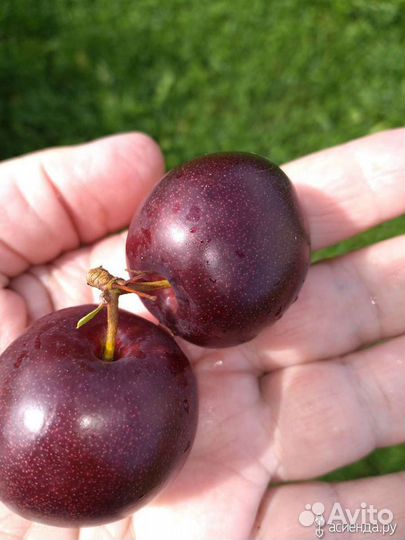 Саженцы (Опата) сливово-вишнёвого гибрида