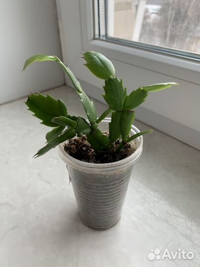 Декабрист (кактус Шлюмбергера усеченная)