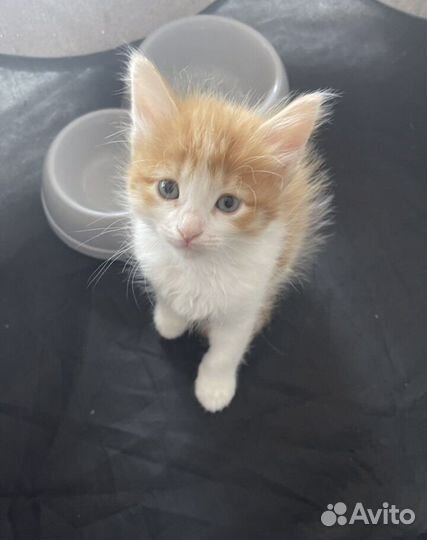 Котик ищет себе новый дом,в добрые руки.Бесплатно