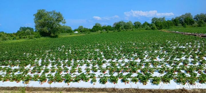 Ягодная ферма