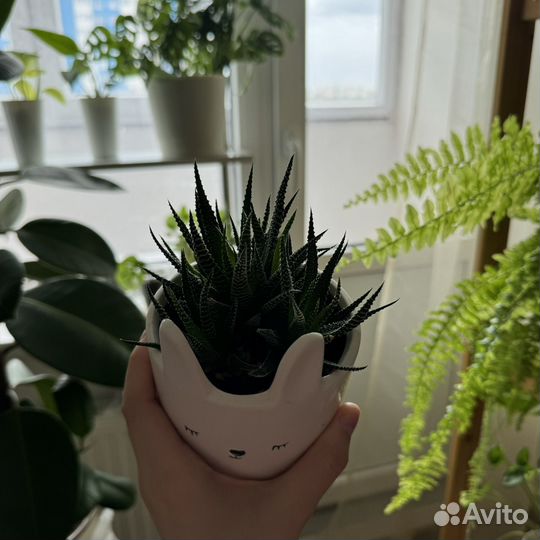 Хавортия Фасциата