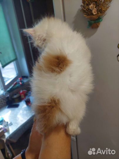 Котенок мальчик