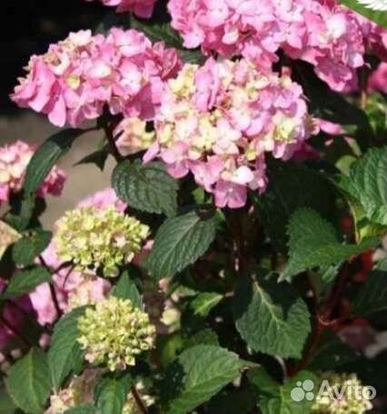 Гортензия Бесконечное лето Блумстар