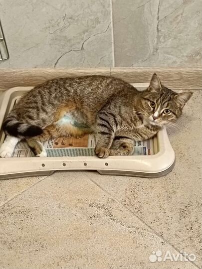 Кошечка в добрые руки