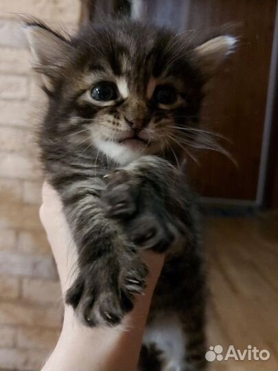Котята