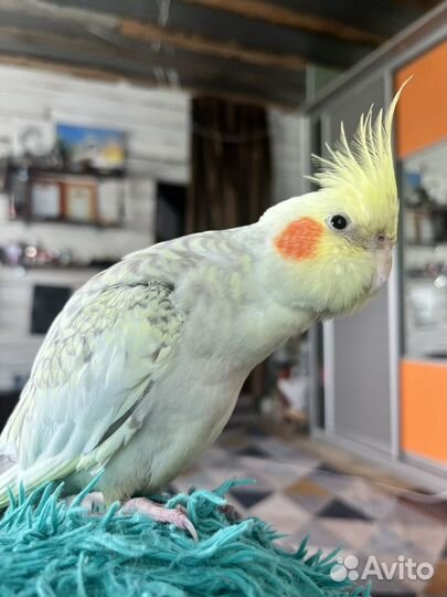Попугай корелла