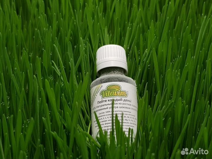 Сок ростков пшеницы (wheatgrass juice)