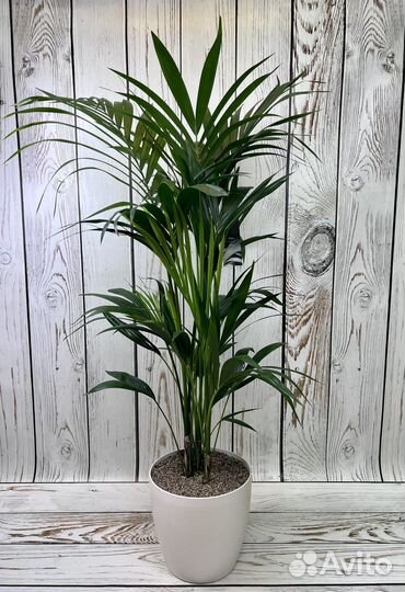 Пальма ховея H 120 см