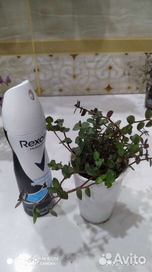 Коллизия комнатные цветы