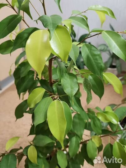 Фикус бенджамина с горшком
