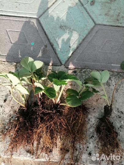 Клубника сорт бравура