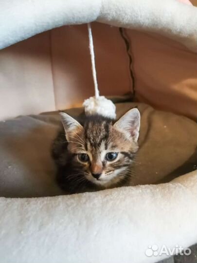 Котенок девочка ищет дом