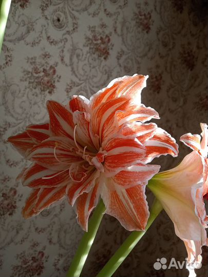 Гиппеаструм 