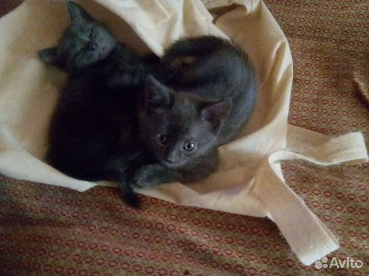 Котята