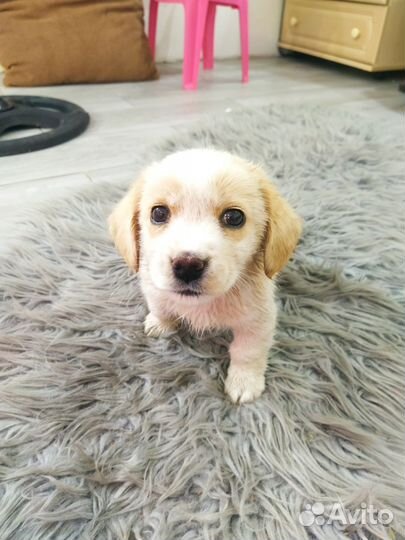 Русский кокер спаниель