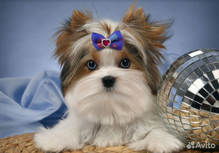 Вязка йорк кобель микро голубоглазый 1.5 кг