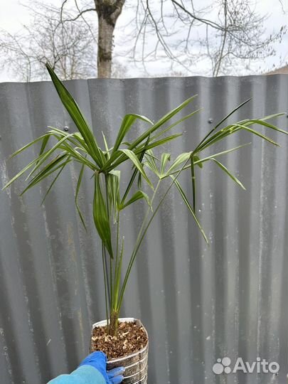 Пальма веерная