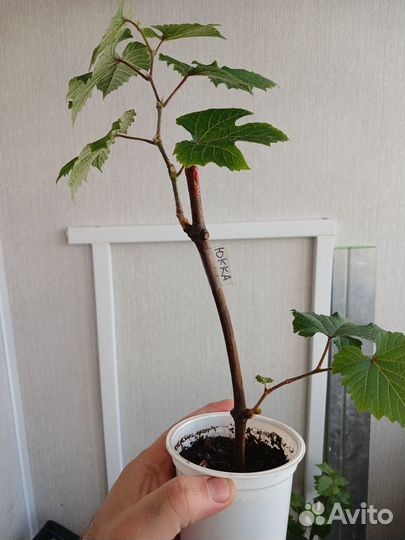 Саженцы винограда