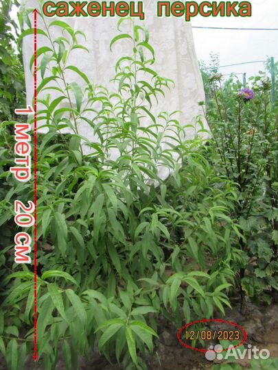 Саженцы персика