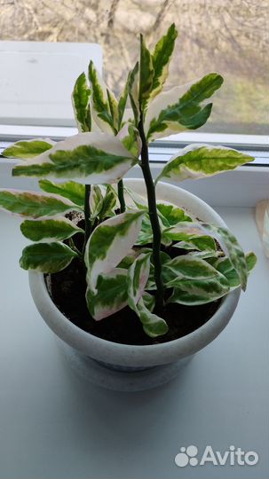 Педилантус