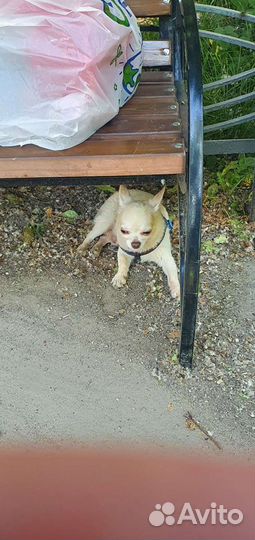 Вязка кобель чихуахуа