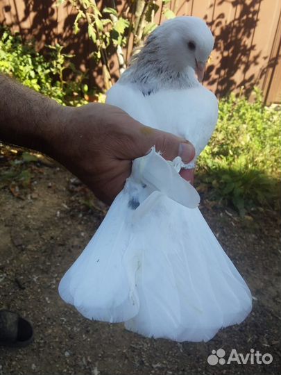 Пойманый голубь