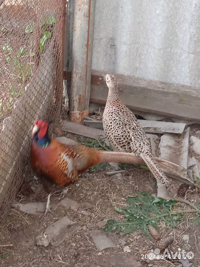 Фазаны цена за пару