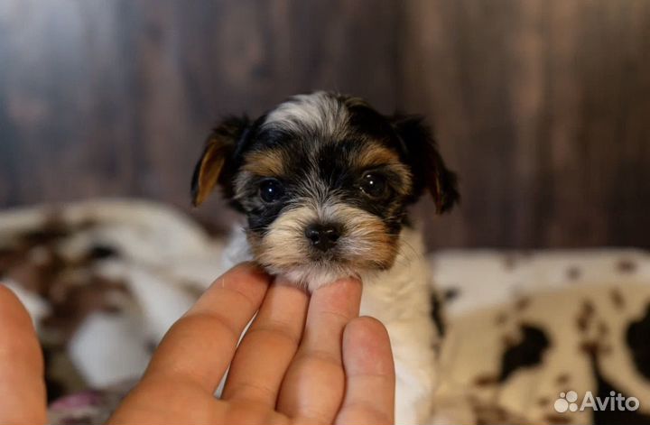 Щенки бивера РКФ