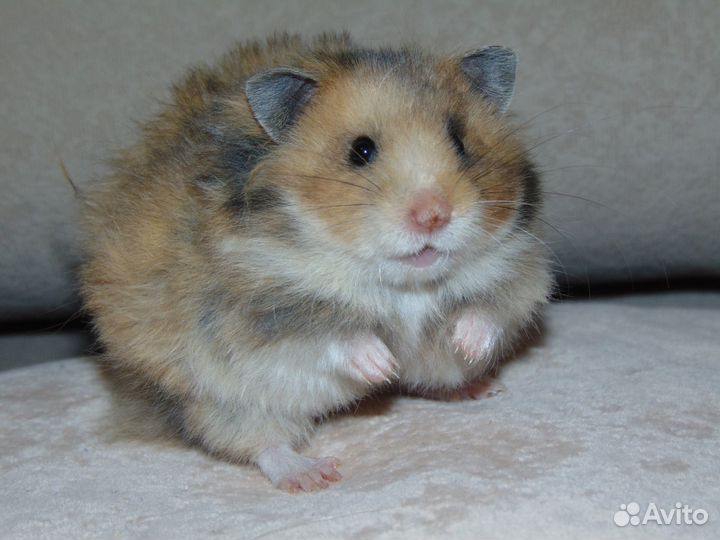 Сирийские хомяки из питомника Сириус