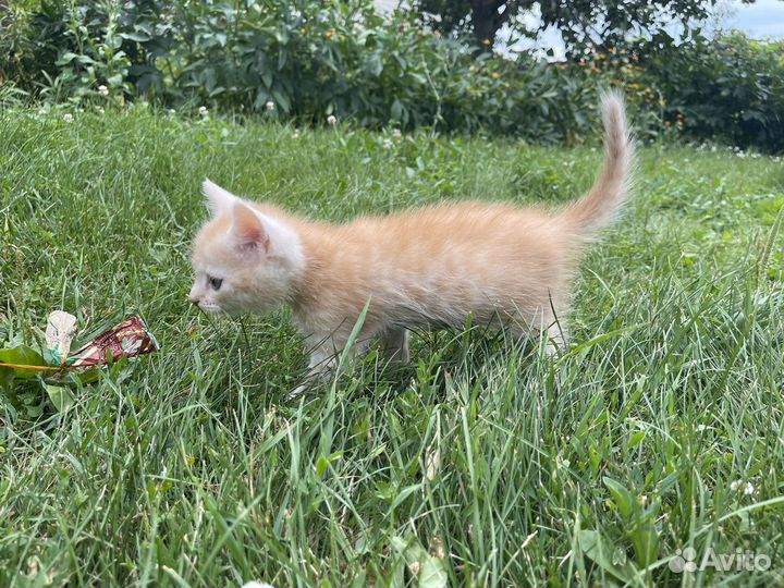 Рыжий котенок в добрые руки