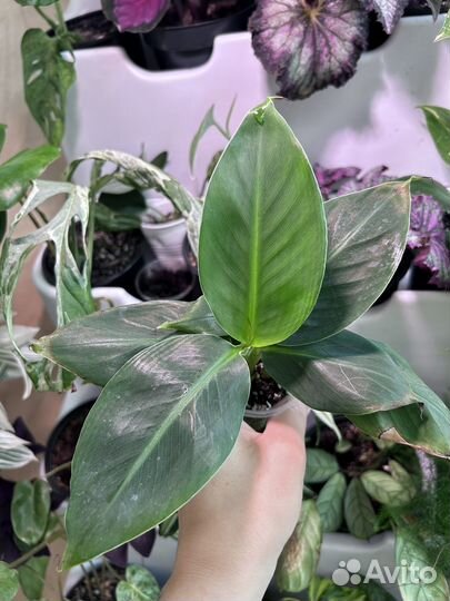 Карликовый банан