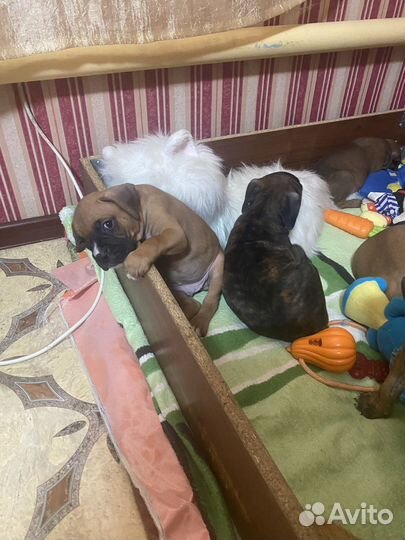 Боксер на вязку