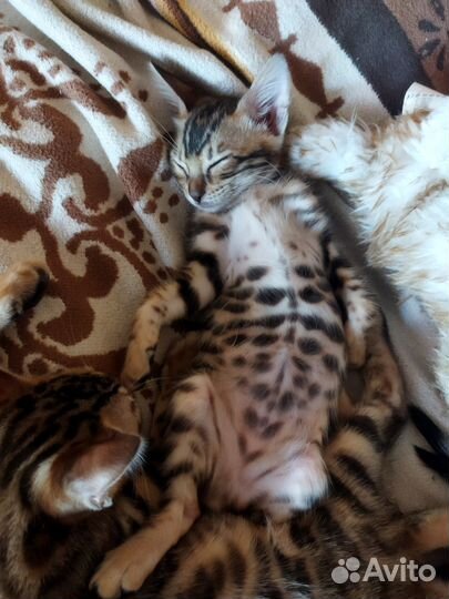 Котята бенгалы