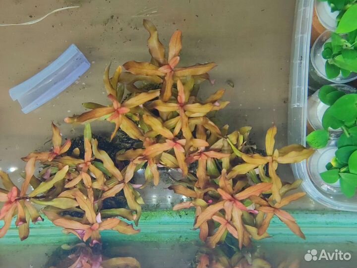 Аммания розовая изящная на питательной кочке