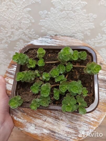 Очиток почвопокровной европейский